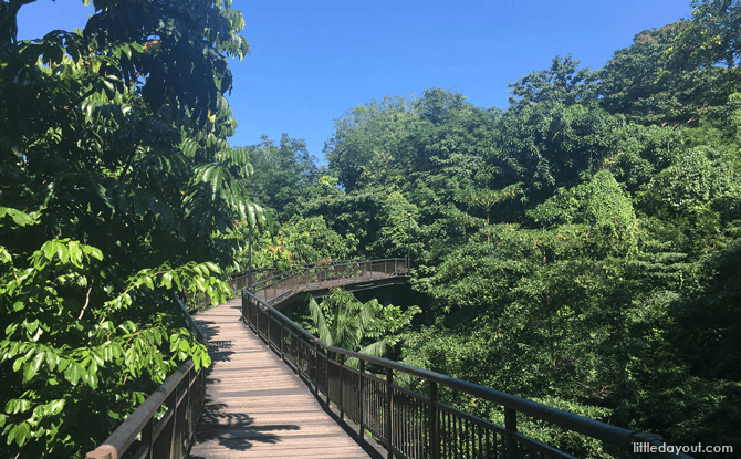 Kent Ridge Park features natural & rich biodiversity