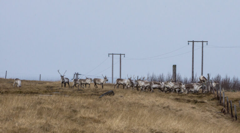in-the-east-of-iceland-you-can-spot-wild-reindeer-roaming-the-countryside-6[1]