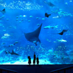 Deep water habitat at S.E.A aquarium, world 2nd largest aquarium 2022 #2/2 (Vlog)