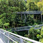 “Forest Walk” inside the terrain at Telok Blangah Hill Park 2022 Southern Ridges (#4/7 Vlog)