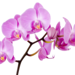 The largest collection of Tropical Orchid in the world 2022