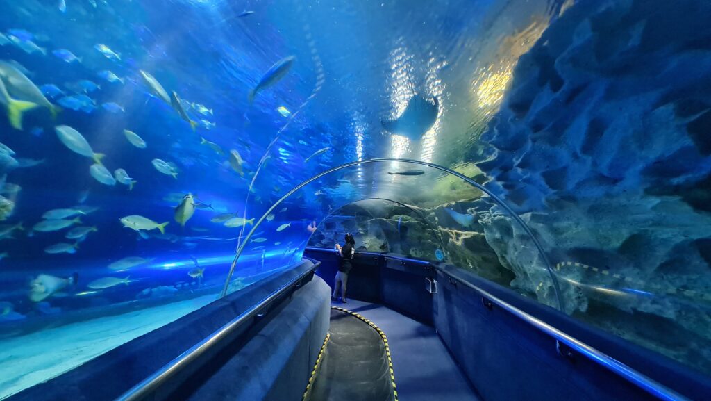 Best Things to DO in World 2nd largest SEA Aquarium