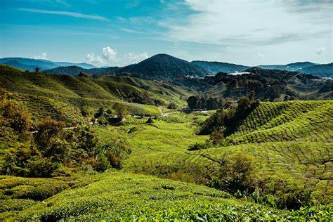 A Serene Escape to Cameron Highlands, Malaysia